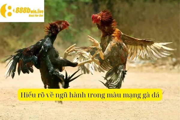 Màu Mạng Gà Đá – Bí Quyết Chọn Màu Phù Hợp Cho Gà Đá