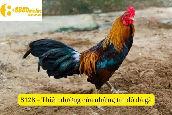 Đá Gà S128 – Trận Đấu Gà Đỉnh Cao Tại S128