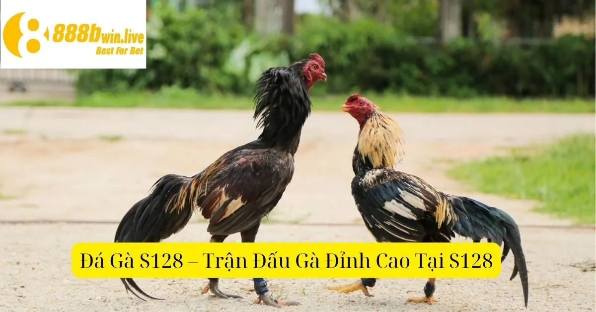 Đá Gà S128 – Trận Đấu Gà Đỉnh Cao Tại S128