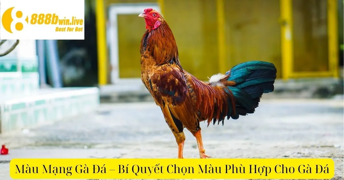 Màu Mạng Gà Đá – Bí Quyết Chọn Màu Phù Hợp Cho Gà Đá